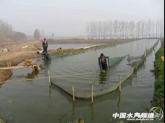 泥鳅养殖前景和现状怎么样啊知乎,泥鳅养殖可行性分析