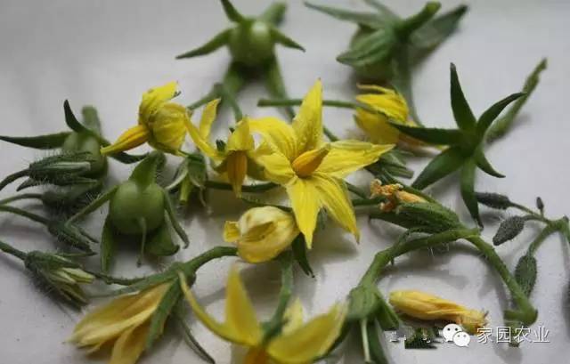 番茄坐果不好怎么办,番茄坐果少怎么补