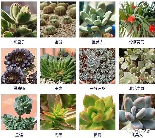 八种常见的多肉植物,215个多肉植物样子