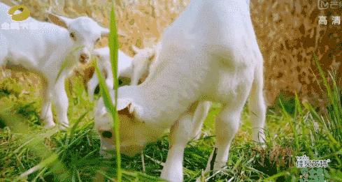奶羊和奶牛产奶是一样的吗,为什么羊和牛会产奶