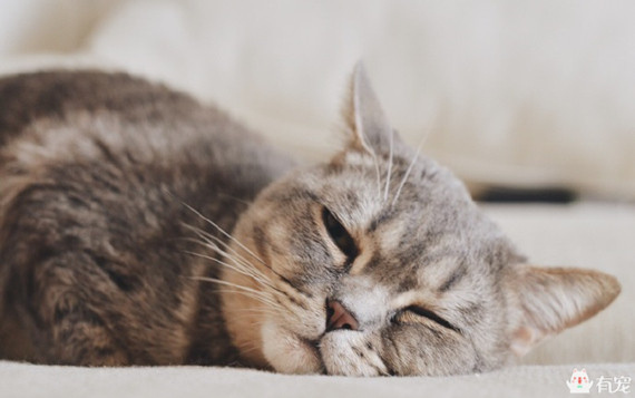 喵星人形象演绎痛经到底有多痛?