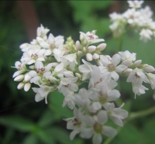 苦荞中的提取工艺方法,生物碱与苦荞黄酮的分离技术