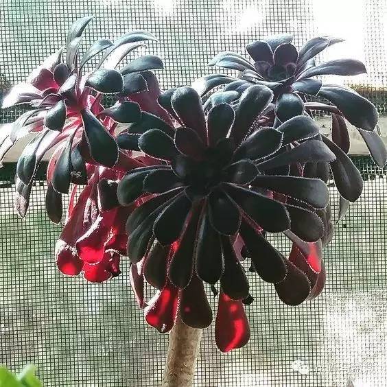 黑法师开花后怎么处理,黑法师花怎么养