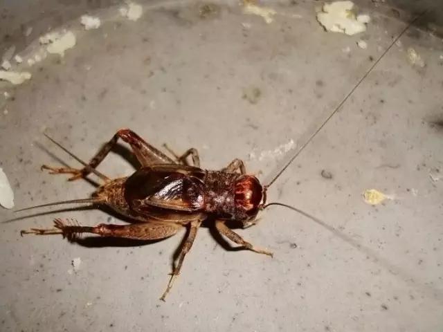 哪些昆虫有三对足两对翅一对触角,什么昆虫是三对足两对翅一对触角