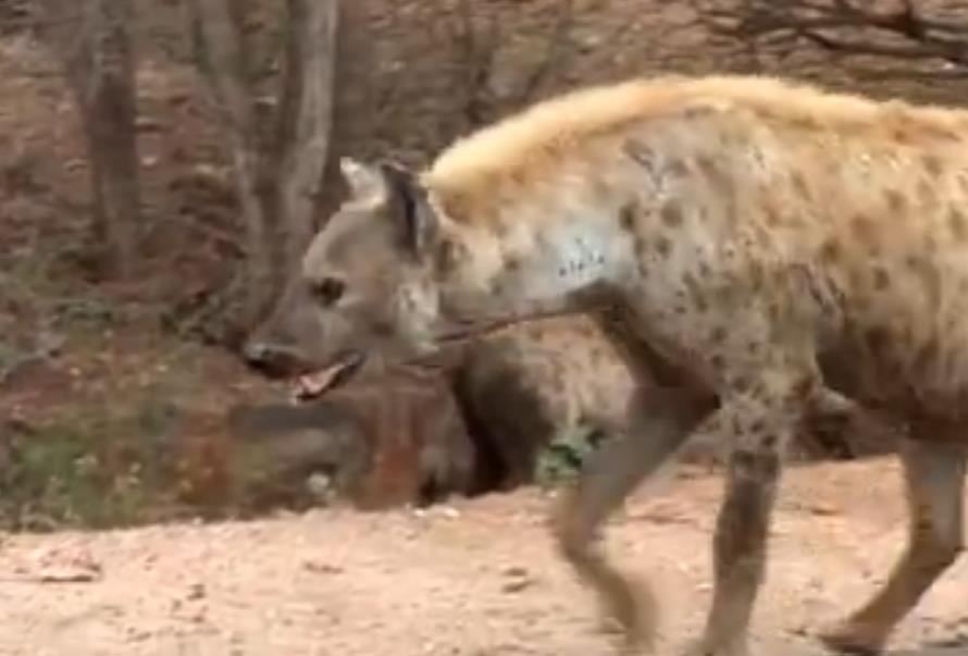蜜獾单挑鬣狗群非洲二哥,蜜獾不大但敢与狮子鬣狗抗衡