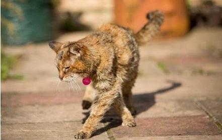 世上最老的猫是什么猫,世界上最老的猫吉尼斯世界纪录