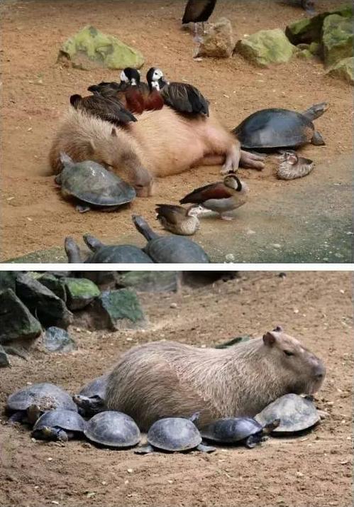 人见人爱车见车载花见花开,人见人爱花见花开车见车英文