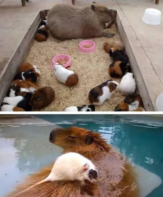 人见人爱车见车载花见花开,人见人爱花见花开车见车英文