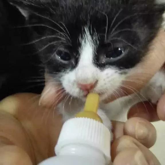 上海领养代替购买,上海领养孩子有补贴吗