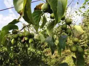 辽宁省特产别的省份吃不到的,辽宁的十大特色水果