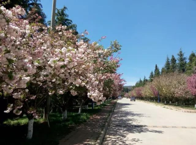 人间四月天，醉美是寻甸！