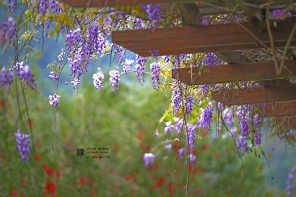 有一种春天叫牡丹花开,有一种春天叫花开艳丽