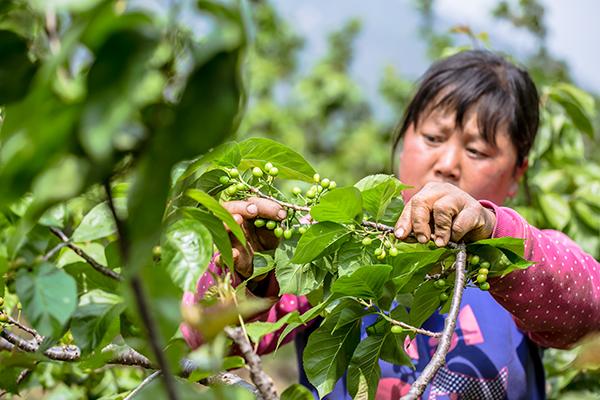 米易樱桃和凉山小樱桃,攀枝花米易黄草小樱桃