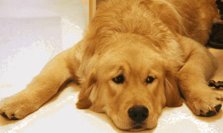 金毛贪吃的毛病都是惯出来的,金毛跟着主人爱贪吃怎么教