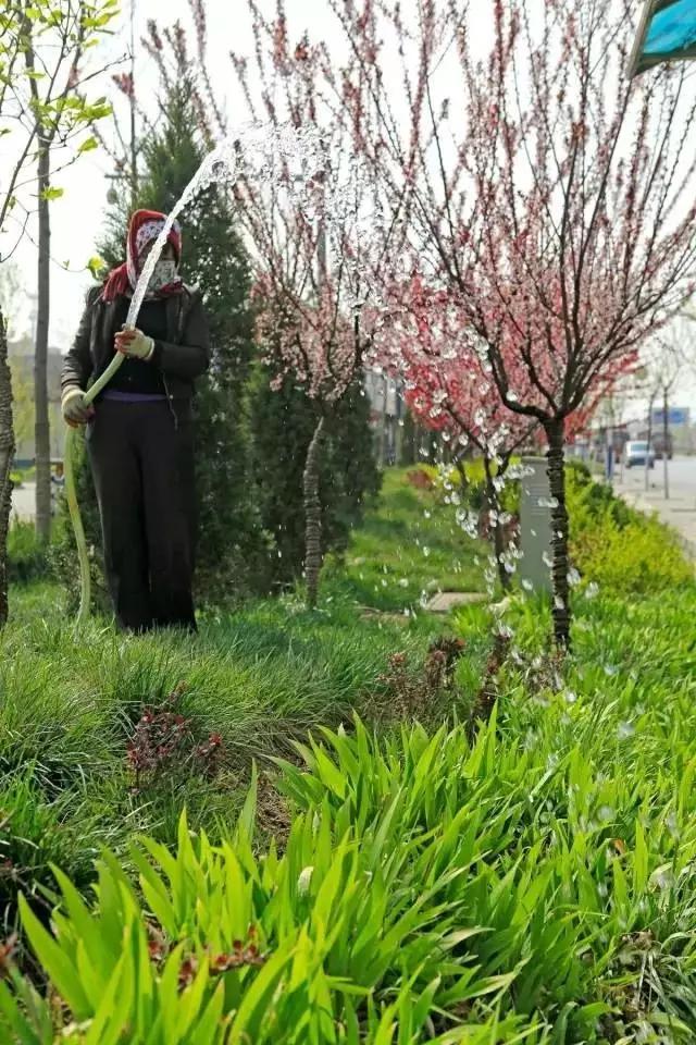 临淄:特色小镇的春天——金岭敬仲朱台齐陵