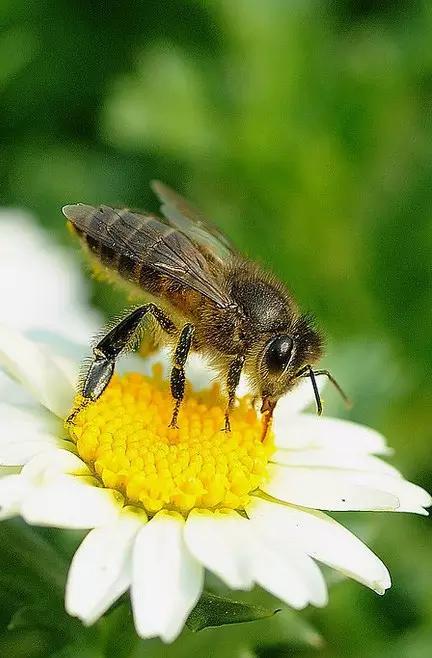 什么昆虫六条腿两个牙齿,什么是昆虫昆虫的定义是什么
