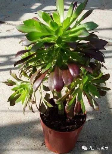 黑法师开花后怎么处理,黑法师花怎么养