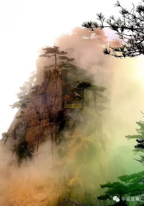 文人树盆景美不胜收,中国神奇的十大盆景