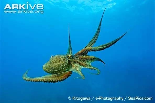 八爪鱼神秘吃法,八爪鱼特异功能