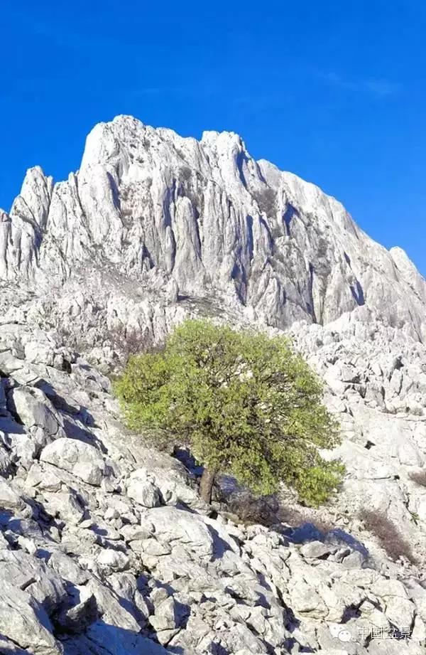 文人树盆景美不胜收,中国神奇的十大盆景