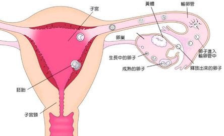 女人没有卵巢会有月经吗,没有卵巢的女人