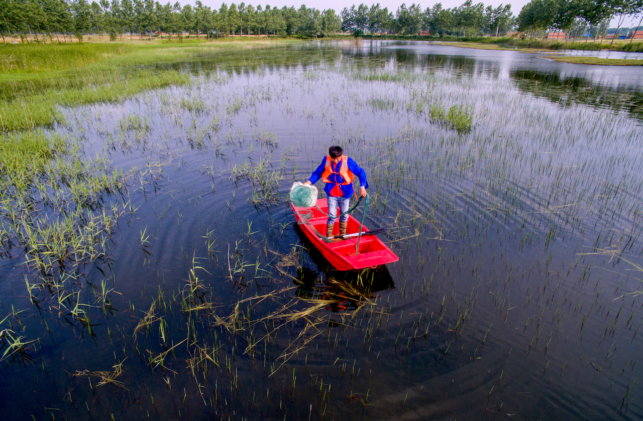 小龙虾的生长环境干净吗,小龙虾生长环境真的很脏吗