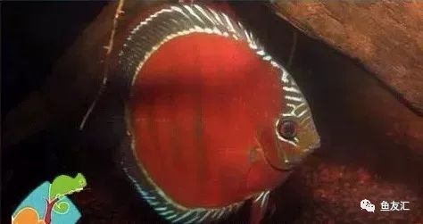 野彩和家彩的饲养区别,野彩到底好不好养