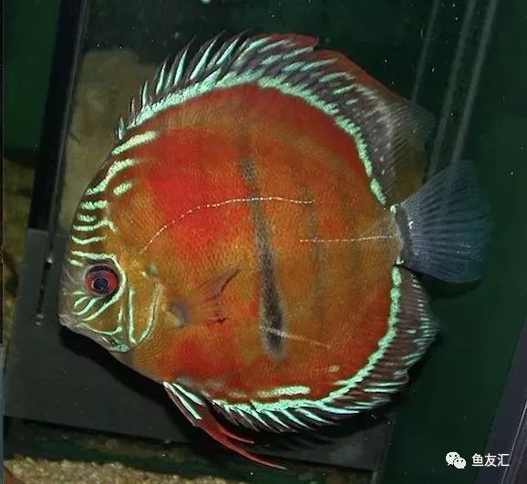 野彩和家彩的饲养区别,野彩到底好不好养