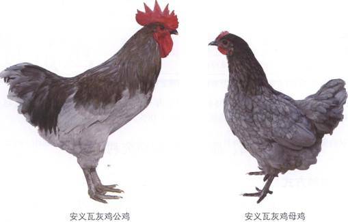 100元左右的江西特产有哪些,江西零食土特产必买清单