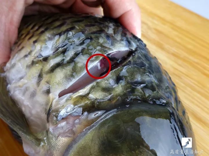 炖鱼怎么能去除土腥味儿视频,麻辣炖鱼鱼肉有土腥味怎么去除