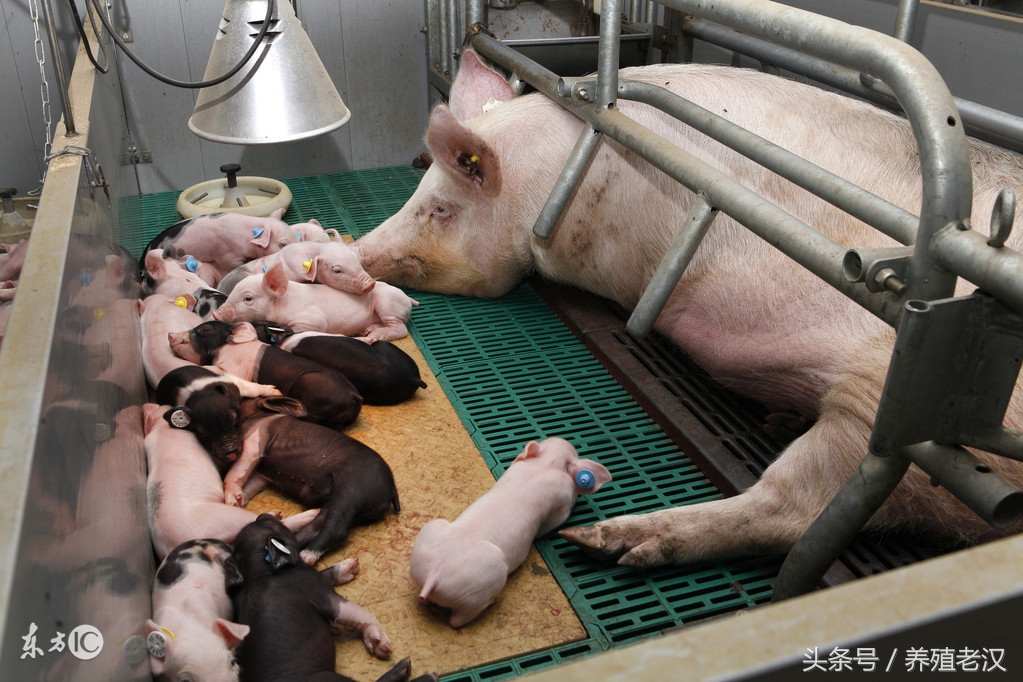 母猪产子咋护理,母猪产子前的养殖方法