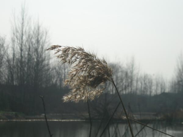 大条有二两，小的有五钱，这可是正宗的寒冬江鲫哟