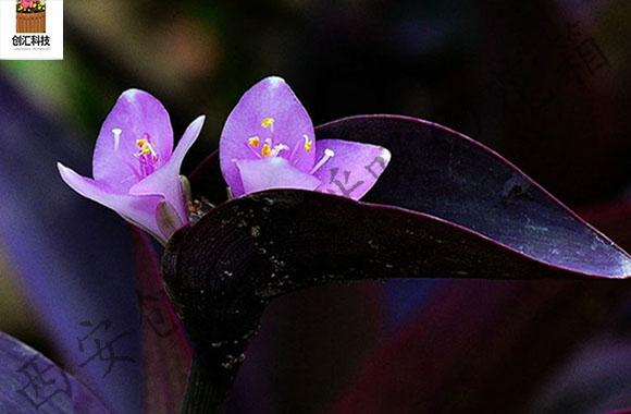 紫罗兰的养殖方法水培,紫罗兰盆栽养殖方法和注意事项