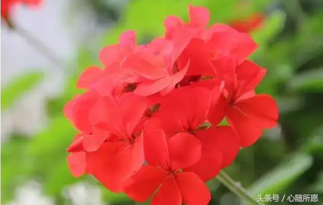 内服外用维生素e和c能祛斑吗,美容圣品维生素e的外用方法