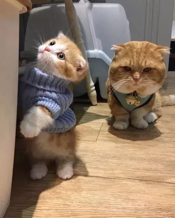 网友家的猫坐键盘上，偶然竟打出这几个字，可以说，细思极恐了！