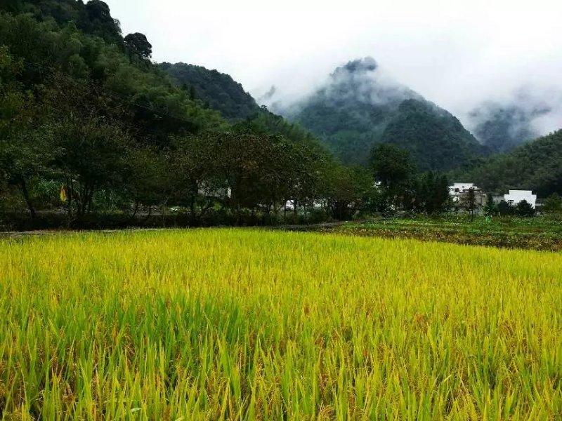 手拍世界作品集402期,2022年世界手机摄影大赛征稿