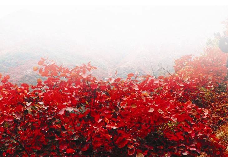 红叶满渝！麻将之余不如带上妹儿共赴巫山耍下！