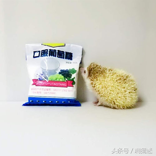 宠物刺猬到底应该喂什么——补剂篇