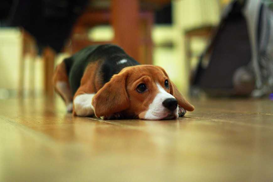 猫咪又拉又吐是狂犬病吗,猫咪又吐又拉排除猫瘟是什么原因