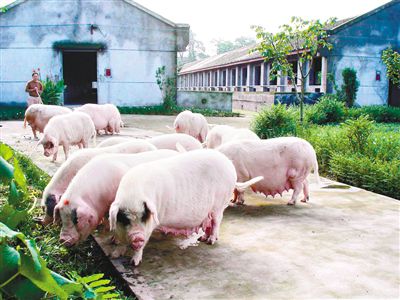 哪几个品种的猪杂交肉质最佳,国内猪品种最好是什么品种