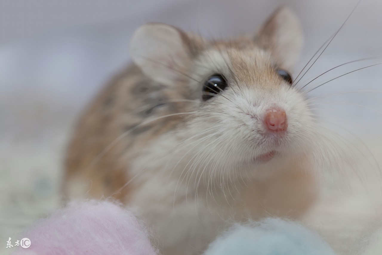 仓鼠心情不好与生病的判别方法留意便便最直接