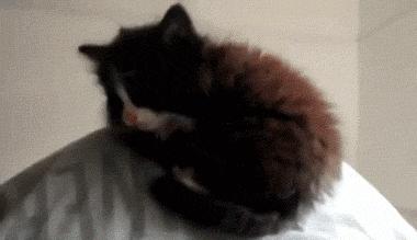 热成像特效能显示放屁吗,热成像放屁检测特效剪映