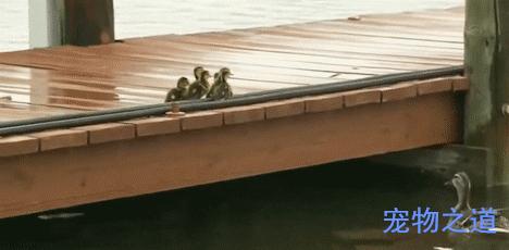 鸭子教小鸭子潜水,鸭子教小鸭子游泳