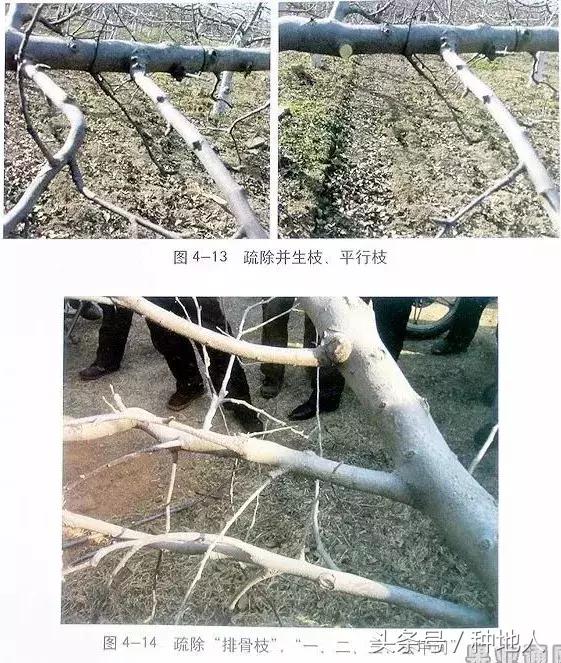 汪景彦苹果树傻瓜式修剪技术详解,傻瓜式苹果小树修剪技术