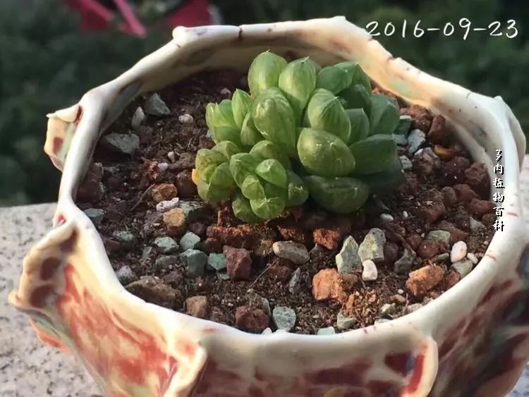 家有3姐妹,家有三姐妹好幸福