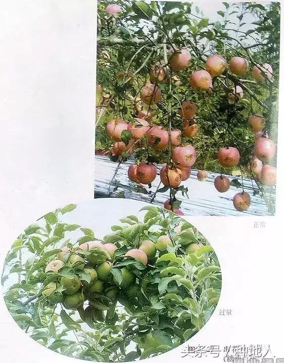 桃树傻瓜式修剪技术,汪景彦傻瓜式修剪详解