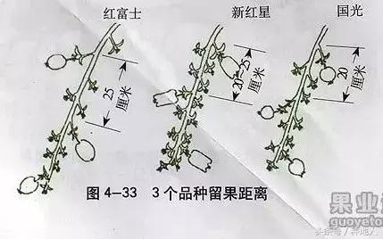 桃树傻瓜式修剪技术,汪景彦傻瓜式修剪详解