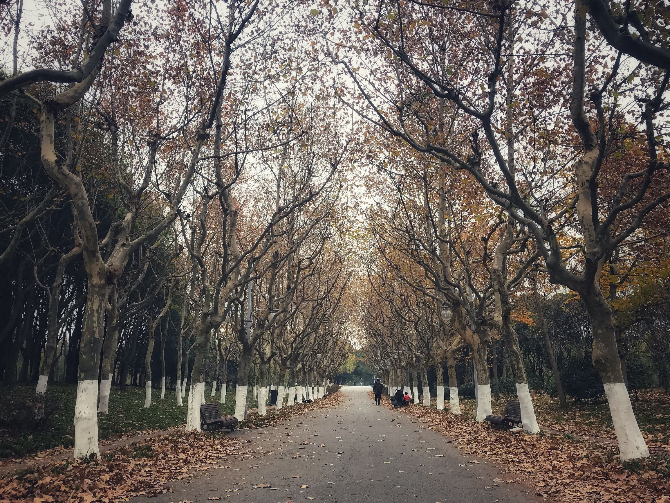 上海浦东世纪公园秋季,上海浦东新区世纪公园