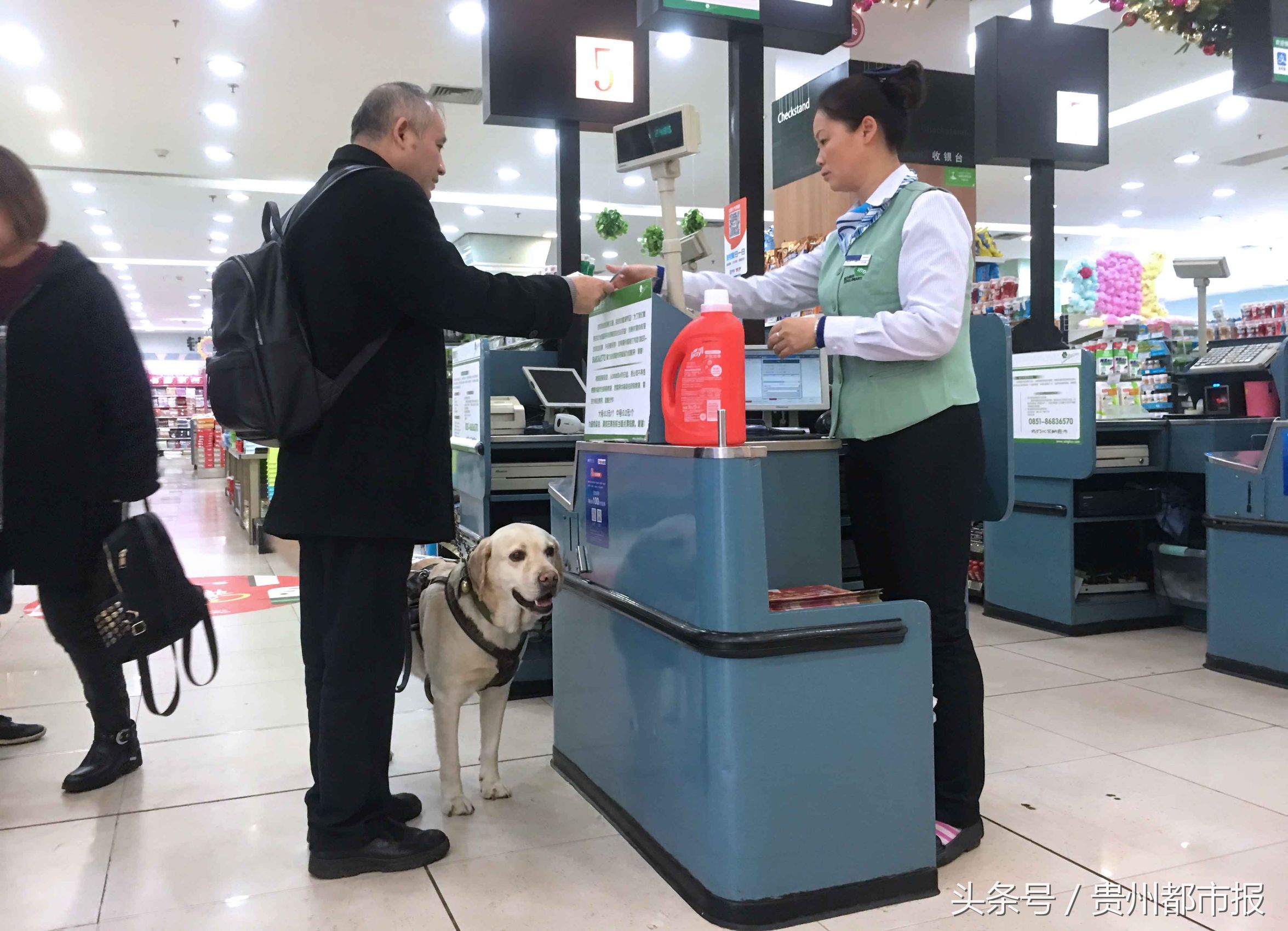 全世界第一只哈士奇导盲犬,一只导盲犬的真实生活