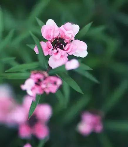 清新雅致的松叶牡丹,叶似榆树花如梅花
